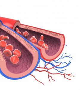 Arterias y Venas